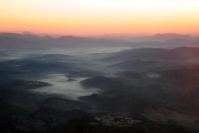 mist upon the olive trees