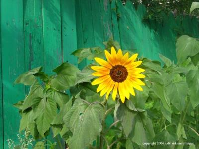7.10.04 sunflower
