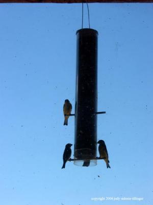 7.06.04 bird feeder