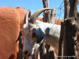 7.15.04 rancho de las golondrinas goat