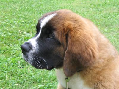 Puppy Profile