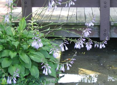 Hosta Bridge