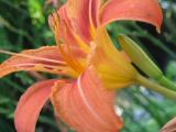 Daylily