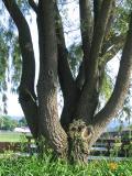 Many Trunks--One Tree
