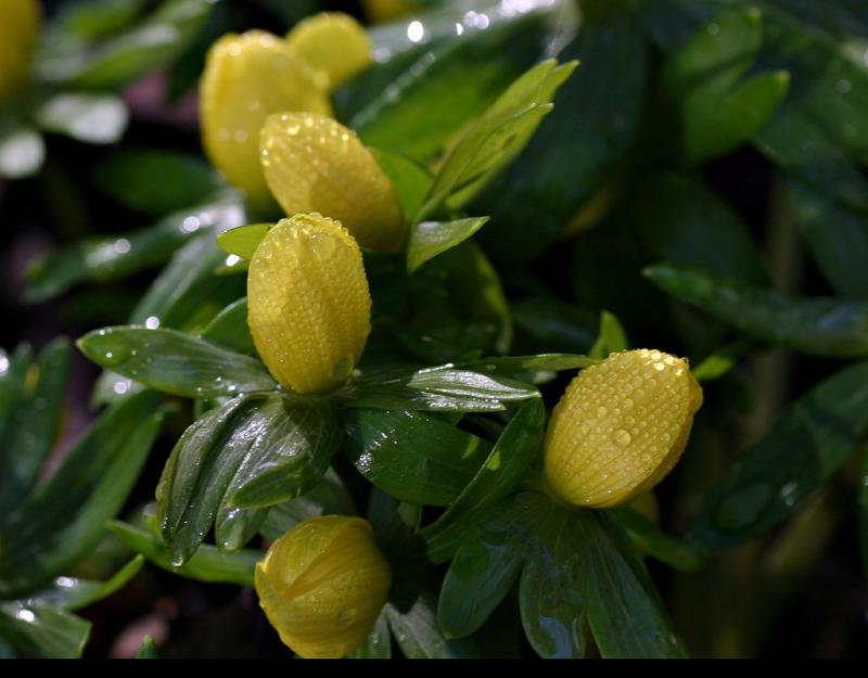 Eranthis