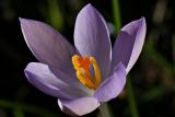 Crocus