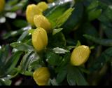 Eranthis