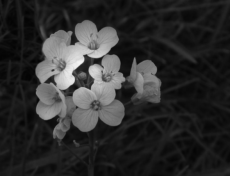 Minuscules fleurs blanches