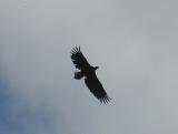 July 15: White-tailed Eagle