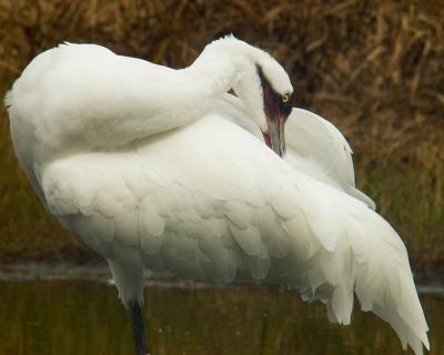 Whooping Crane 6