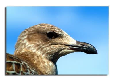 seagulls