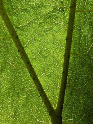 Leaf veins.