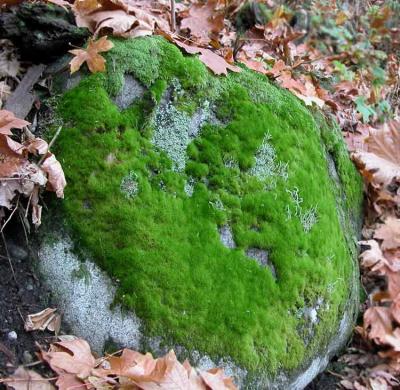 The color of moss.