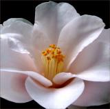 Magnoliaflora - japonica
