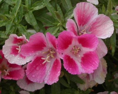 Flowers from our garden