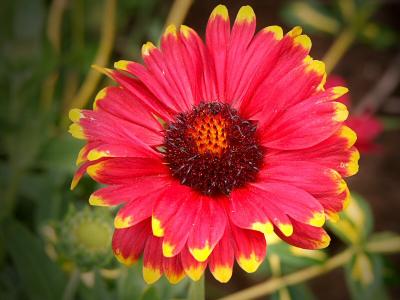 Gaillardia - Blanket flower
