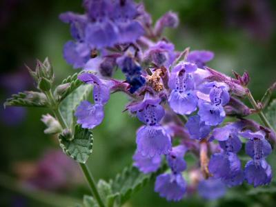 Catmint