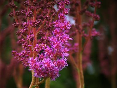 Astilbe