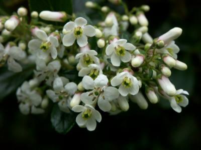 Escallonia