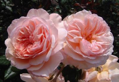 u32/mattis/medium/31453952.Rose_shropshirelad_001.jpg