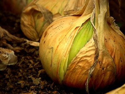 Ripening Onion