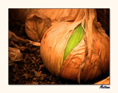 Ripening Onion