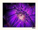 Dahlia