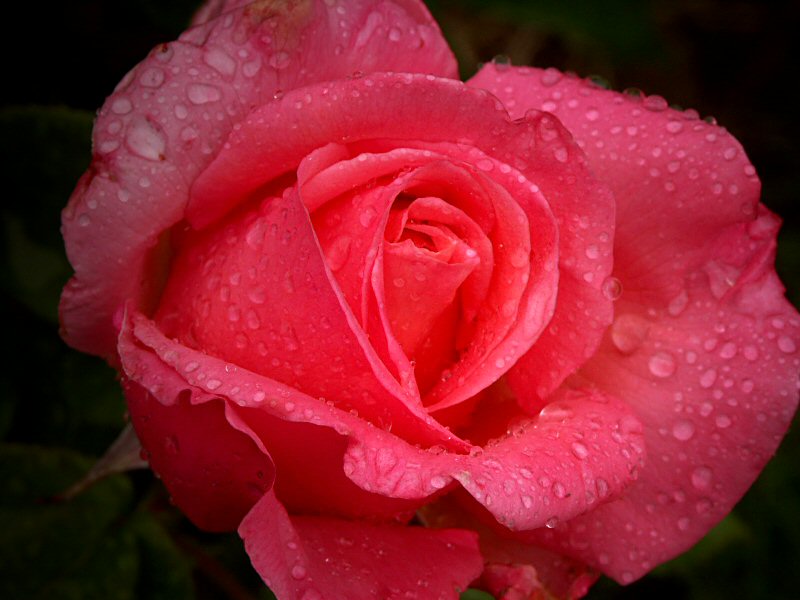 Rose - Lovers meeting