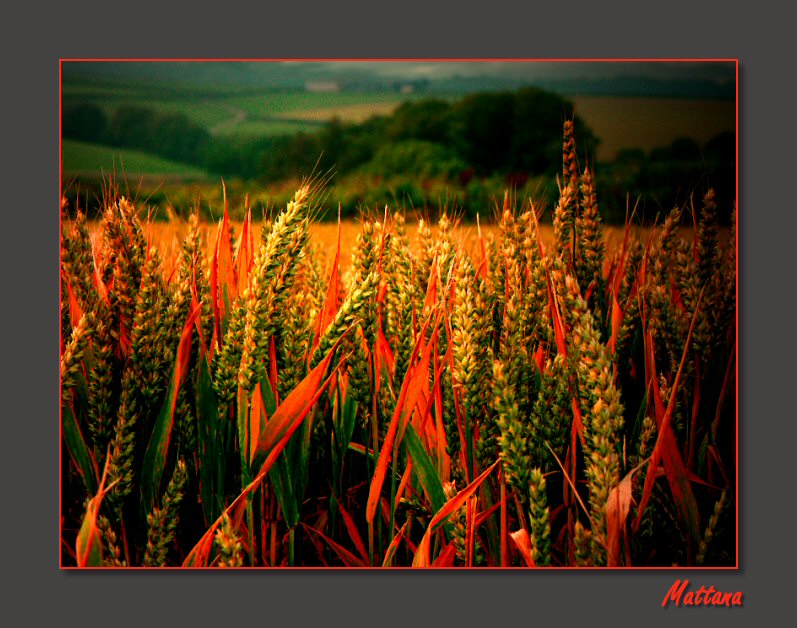At the Edge of the Field