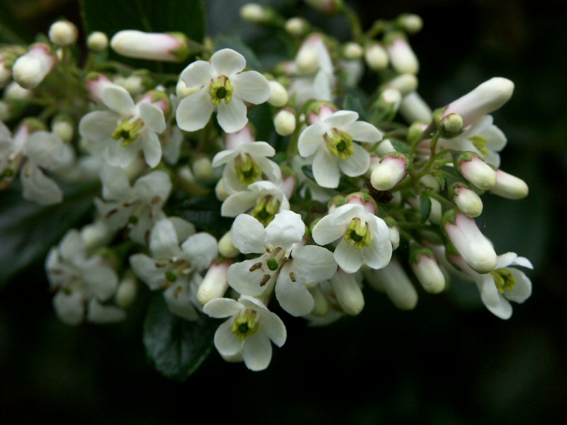 Escallonia