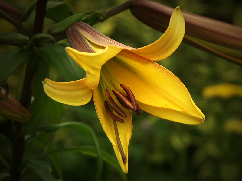 Lily