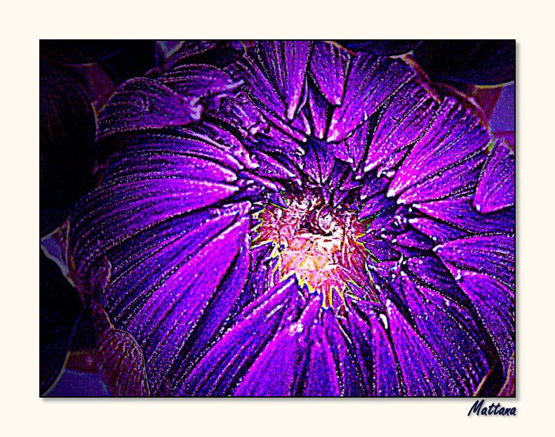 Dahlia