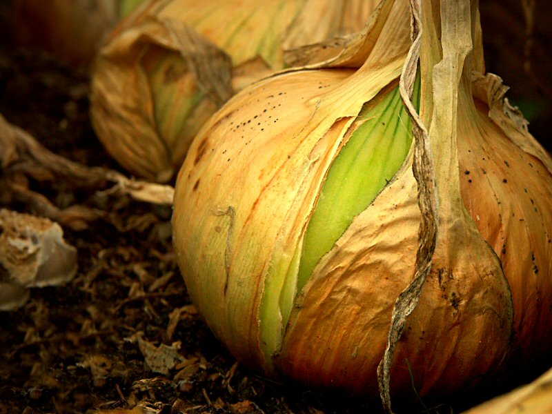 Ripening Onion