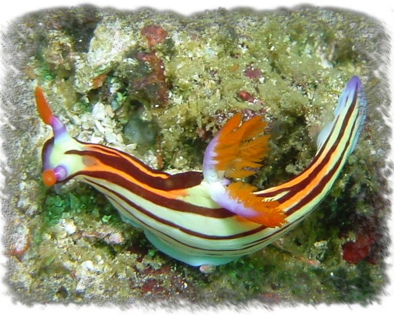 Chromodoris zoom1 8x10.jpg