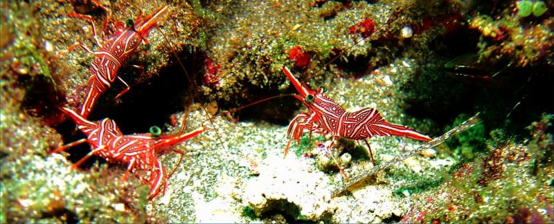 hinge beak shrimp.jpg