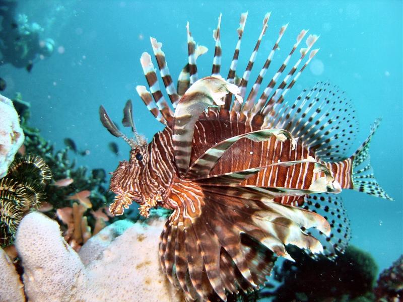 Lionfish.JPG
