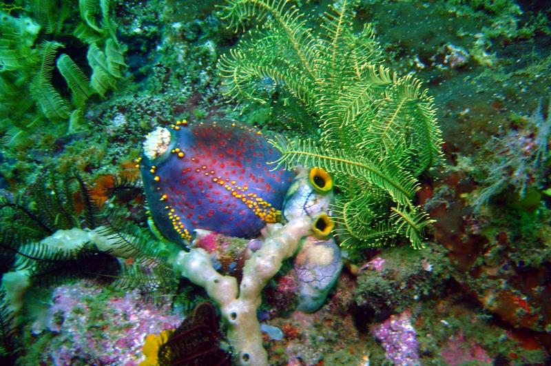 Sea Apple.JPG