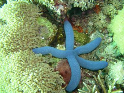 blue starfish.JPG