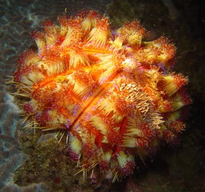 fire urchin 1.jpg