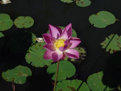 Lotus Blossom 1.JPG