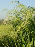 Bali Rice.JPG