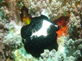 egg cowrie.JPG