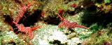 hinge beak shrimp.jpg