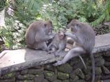 Monkey Forest 3.JPG