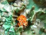 orange cup coral closed.jpg