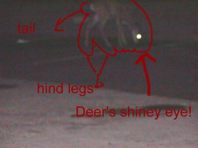 deer3ps.jpg