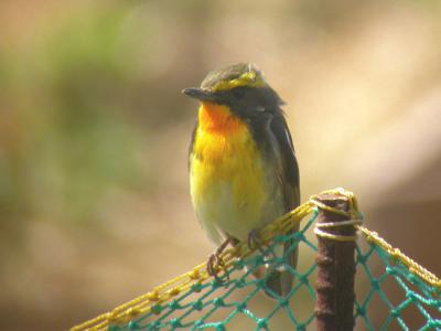 Narcissus Flycatcher