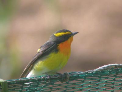 Narcissus Flycatcher