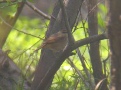 Siberian Rubythroat