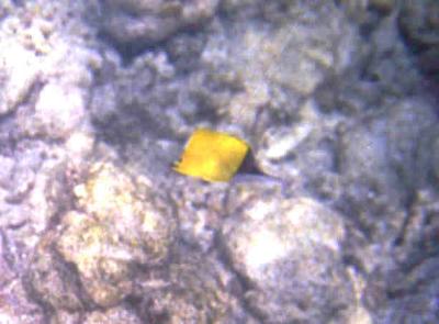 Long-nosed Butterflyfish